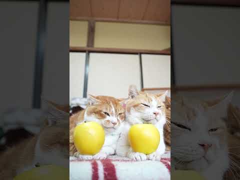 シナノゴールド りんご 　　251226　のせ猫　 cat cute 猫のいる暮らし　 ネコ　 ねこ　 猫　 りんご… サムネイル