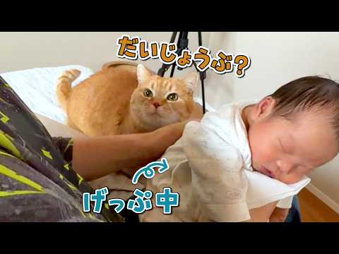 赤ちゃんのお世話を手伝ってくれる兄猫が可愛すぎる！ サムネイル