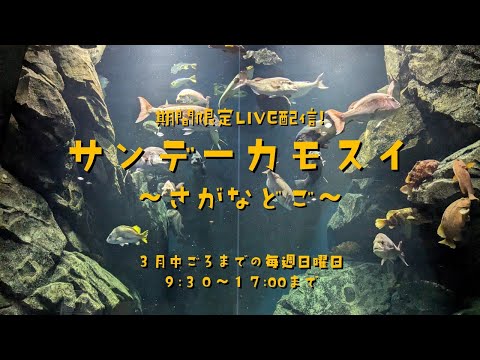 話題沸騰！日曜限定のサンデーカモスイ生配信