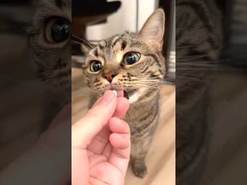 カワイイ猫たちと、愛情強めなパパwww cat 猫 サムネイル