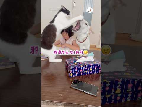 宿題させてあげて〜！｜PECO サムネイル