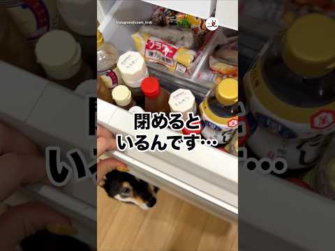 開けた時はいなかったのに…|PECO