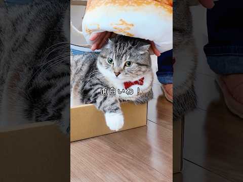 猫のために紀文のおひるねちくわクッションを衝動買いした飼い主の末路がコチラ🤣🤣🤣 猫