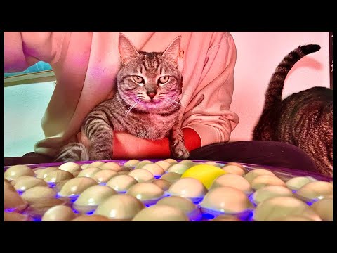 99%が5分で眠くなる｜猫×水の音ASMR Deep Relax ASMR｜Cat Purring & Wooden… サムネイル