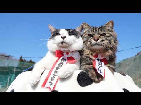 チビクロ　1歳　ハッピバースデー　260414 サムネイル