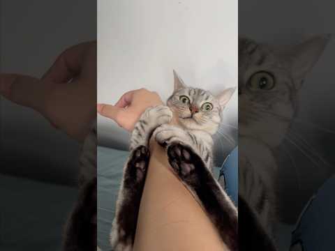 猫が腕から離れないので遅刻確定www cat 猫 サムネイル