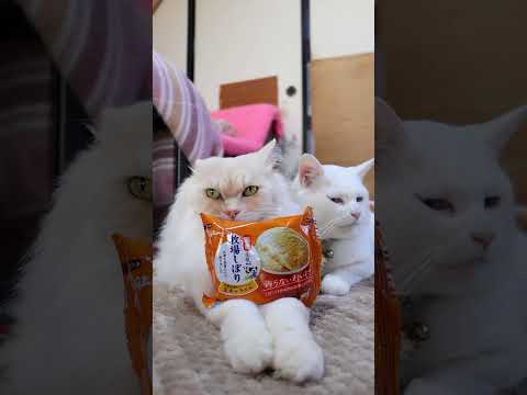 牧場しぼり 北海道産生クリーム仕立て生キャラメル　260225　のせ猫　 cat cute ねこ　 猫のいる暮らし ネ… サムネイル