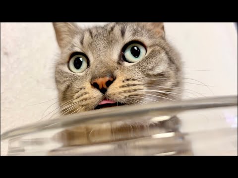 話題の癒し系！最新猫ASMRライブでリラックスしよう サムネイル