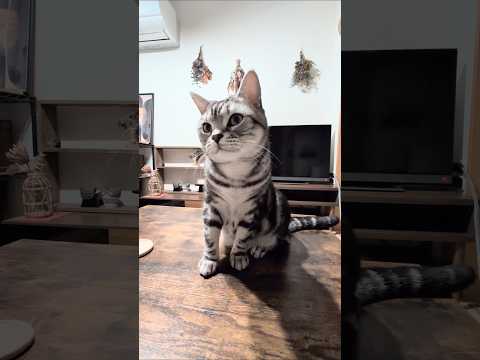 アメショーのラッテ アメショ アメリカンショートヘア 猫と暮らす家猫との暮らし猫 サムネイル