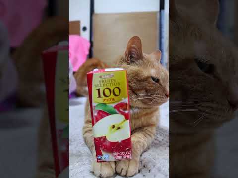 エルビー フルーツセレクション アップル100%　260530　 cat のせ猫 cute　 フルーツセレクションねこ… サムネイル