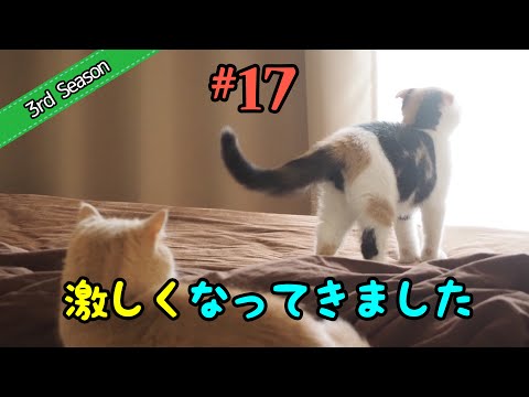 ＜3rd＞17　だんだんケンカ(じゃれ合い)が激しくなってきた2匹【短足マンチカン・スコティッシュフォールド】 サムネイル