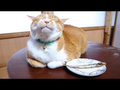 ちゃぶ台の上のししゃも　260128 サムネイル