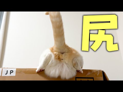 このだらしないお尻はなんですか？？ サムネイル