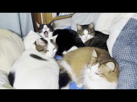 お父さんが帰ってきた気配で玄関までお迎えに行く猫 サムネイル