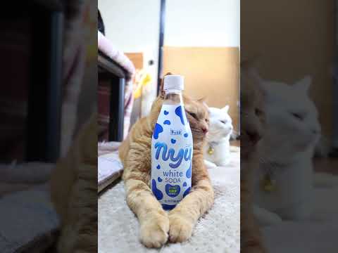nyuホワイトソーダ　260313　のせ猫　 cat　 cute　 kitty　 ねこ　 猫のいる暮らし　 kitte… サムネイル