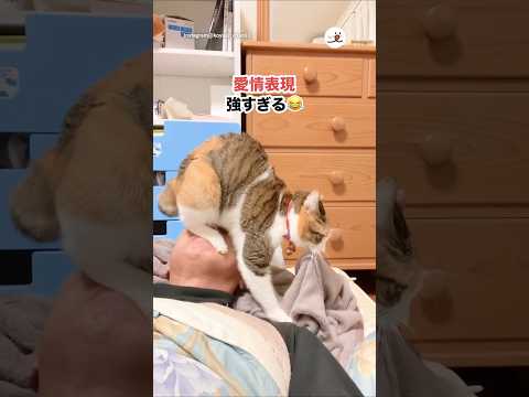 愛の試練を受けるパパさん｜PECO サムネイル