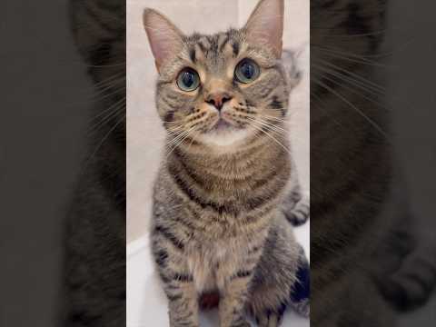 愛猫たちがお風呂集合で、急いでやってきたパパ...www cat 猫 サムネイル