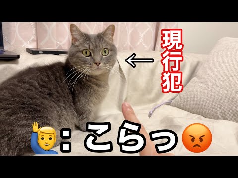 ダメ！悪いことをした猫にお説教した結果... サムネイル