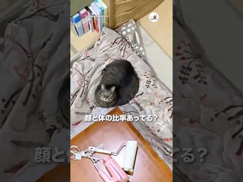顔と体の比率合ってる？｜PECO サムネイル