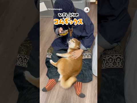 帰省したときの反応が…☺️｜PECO サムネイル