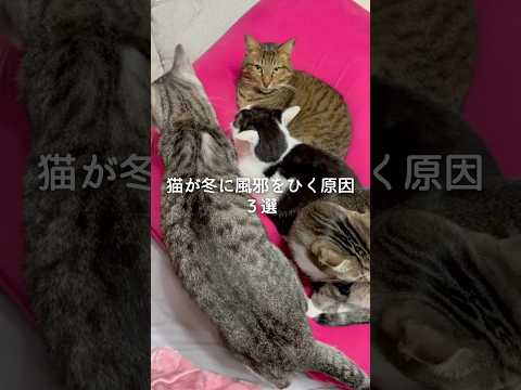 猫が冬に風邪をひく原因3選 猫 ねこ 猫のいる暮らし 猫動画 猫好きさんと繋がりたい 猫好き 保護猫 雑学 豆知識 V… サムネイル