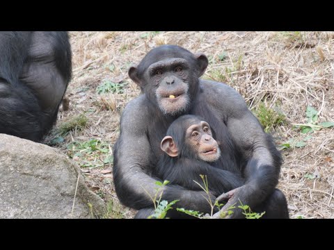 おもちゃがなくても大丈夫、コサチの楽しいドングリ王国　よこはま動物園ズーラシア　チンパンジー　202512 サムネイル