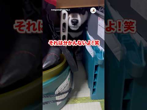 かくれんぼして出れなくなった犬｜PECO サムネイル
