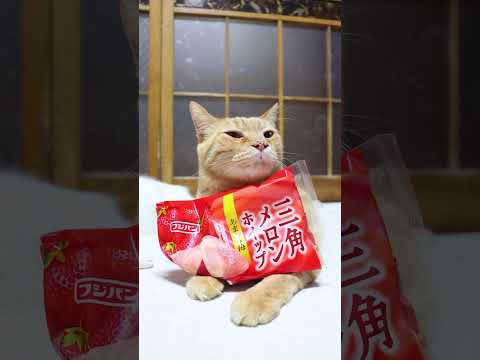三角メロンホイップ　あまおう苺　260116　のせ猫　 cat cute ネコ　 のせ猫　 ねこ　 猫のいる暮らし… サムネイル