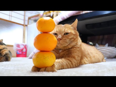 みかんタワー　のせ猫　　260104 サムネイル