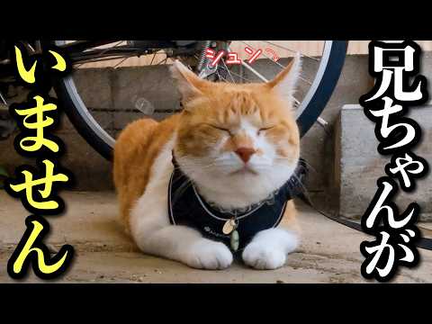 【兄が遠征へ】いないことに、あとから気づいた猫 サムネイル