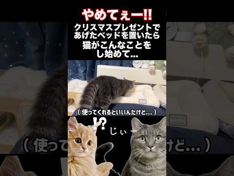 猫が新しいベッドに...shorts 猫 猫のいる暮らし サムネイル