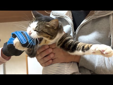 術後服を着たら少しだけ大人しくなった気がする猫 サムネイル