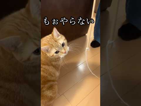 もぉやらない 猫 アメショ cat 猫じゃらし うめ サムネイル