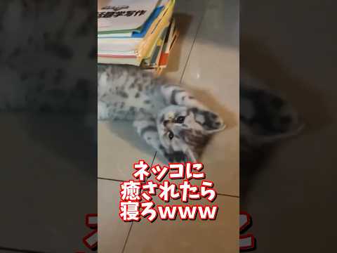 ネッコの動画で癒されたら寝ろｗｗｗ　2ch  動物  猫 癒やし ねこ動画 サムネイル
