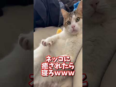 ネッコの動画で癒されたら寝ろｗｗｗ　2ch  動物  猫 癒やし ねこ動画 サムネイル