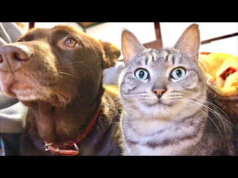 声が変になった猫は大丈夫か！？ サムネイル