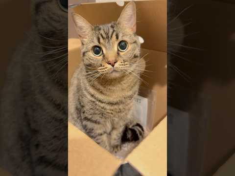 箱入り娘(猫)が可愛すぎて、発狂する飼主たちwww cat 猫