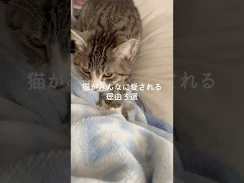 猫がみんなに愛される理由3選 猫 ねこ ねこ動画 猫のいる暮らし 猫動画 雑学 豆知識 VOICEVOX:ずんだもん サムネイル