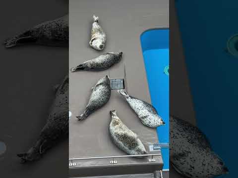 加茂ゴマフアザラシ ゴマフアザラシ 加茂水族館 shorts サムネイル