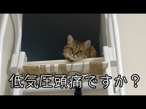台風の影響でお誕生日翌日に偏頭痛に襲われてしまう猫 サムネイル