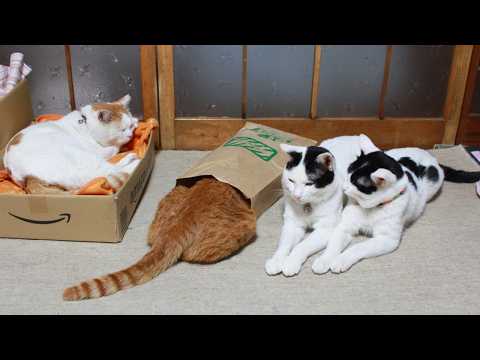 かご猫LIVE配信　2026年6月13日 サムネイル
