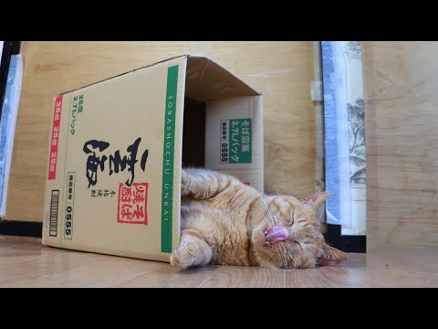 雲海の箱と猫　box and cat　251221