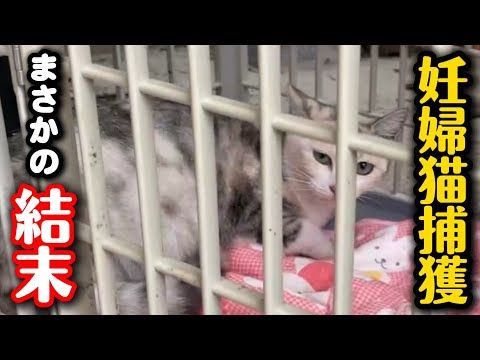 【妊婦猫】必死の捕獲劇…まさかの結末が待っていた