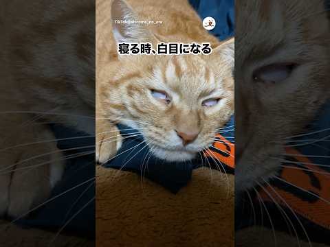 寝る時白目になる猫｜PECO サムネイル