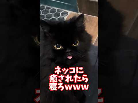 ネッコの動画で癒されたら寝ろｗｗｗ　2ch  動物  猫 癒やし ねこ動画 サムネイル