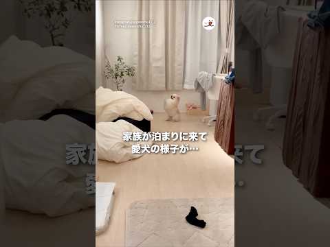 何を一生懸命お願いしてるのかと思ったら🤭｜PECO サムネイル