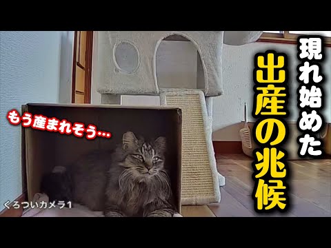 保護した妊婦猫に出産の兆候が現れました
