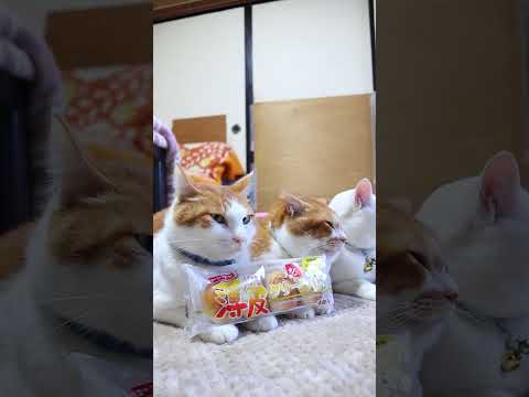薄皮クリームパン　260111　のせ猫　薄皮クリームパン　 cat cute ねこ　 猫のいる暮らし　 ネコ　 kit… サムネイル