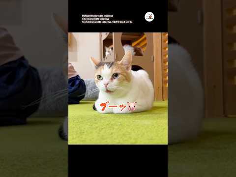 怒るとブタ鼻になっちゃう猫｜PECO サムネイル