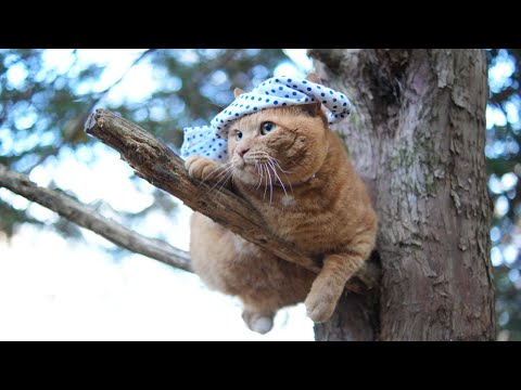木の上でねじり鉢巻き麦茶　251231 サムネイル